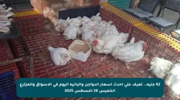 62 جنيه.. تعرف على أحدث أسعار الدواجن والبانيه اليوم في الأسواق والمزارع الخميس 28 أغسطس 2025